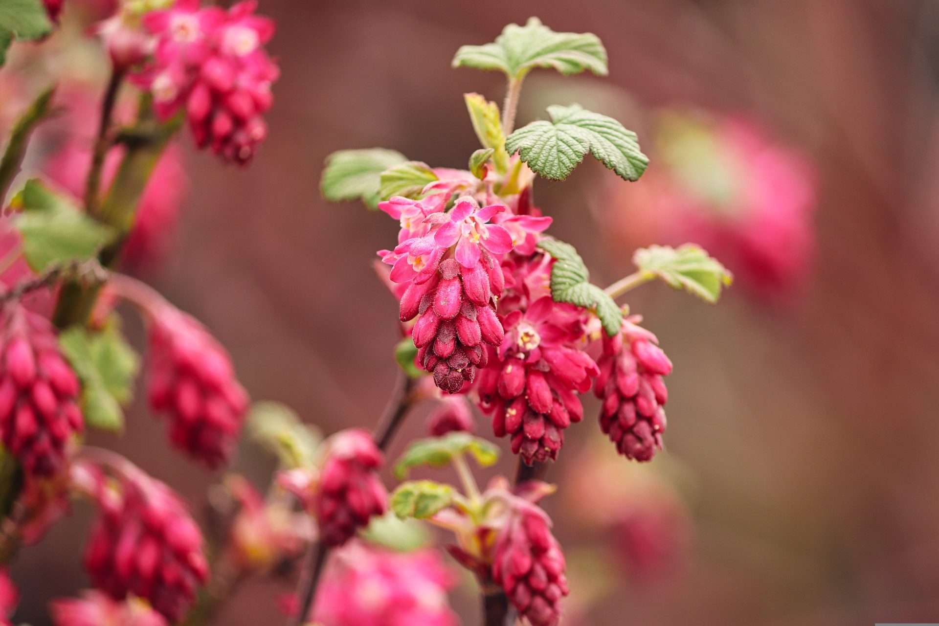 groseillier à fleurs