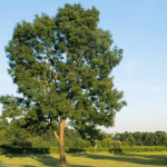 Lire la suite à propos de l’article Le frêne : un arbre fourrager de choix pour vos chevaux