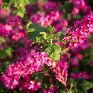 Groseillier à fleurs
