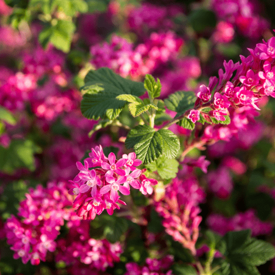 groseilles à fleurs
