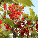 Lire la suite à propos de l’article Le groseillier : un allié discret pour vos paddocks… et votre cuisine