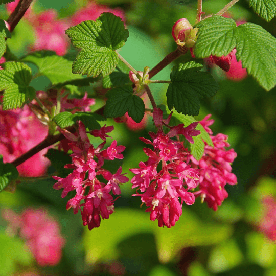 groseilles à fleurs