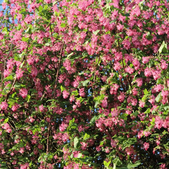 groseilles à fleurs