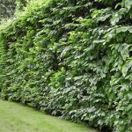 Lire la suite à propos de l’article Le charme : un arbre polyvalent pour les prairies et les haies