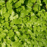 Lire la suite à propos de l’article Le hêtre : un grand classique de nos forêts… à intégrer avec réflexion