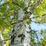 Lire la suite à propos de l’article Le bouleau verruqueux : un arbre lumineux et apprécié des chevaux