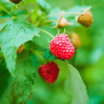 Lire la suite à propos de l’article Le framboisier : un petit fruitier gourmand pour les chevaux et la biodiversité