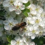 abeille dans des fleurs d'aubépine