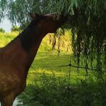 Lire la suite à propos de l’article Les arbres non toxiques pour les chevaux