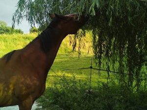 Lire la suite à propos de l’article Les arbres non toxiques pour les chevaux