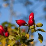 Lire la suite à propos de l’article L’églantier : un rosier sauvage utile pour les chevaux et la biodiversité