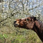 arbre fourrager cheval hiver