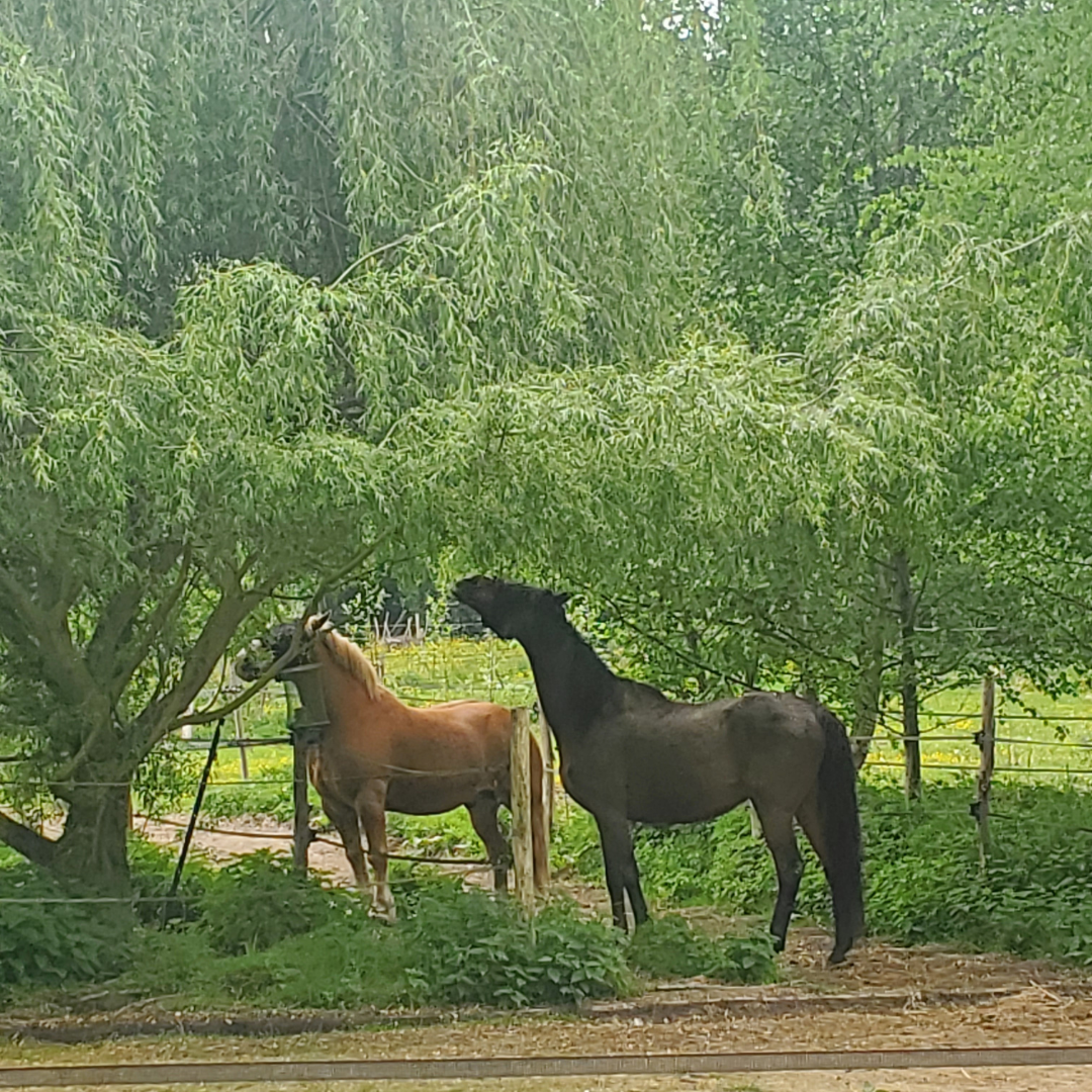 You are currently viewing Pourquoi se faire accompagner dans la plantation d&rsquo;arbres fourragers?