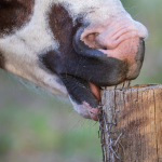 cheval qui ronge du bois