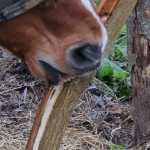 Lire la suite à propos de l’article Mon cheval mange de l’écorce : est-ce dangereux ?