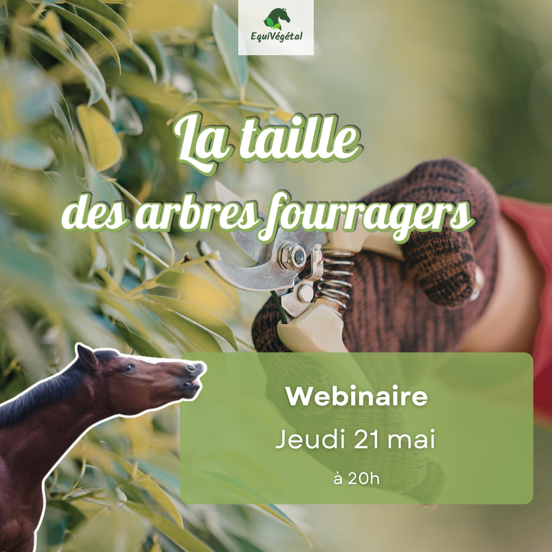 Webinaire tout savoir sur la taille des arbres fourragers